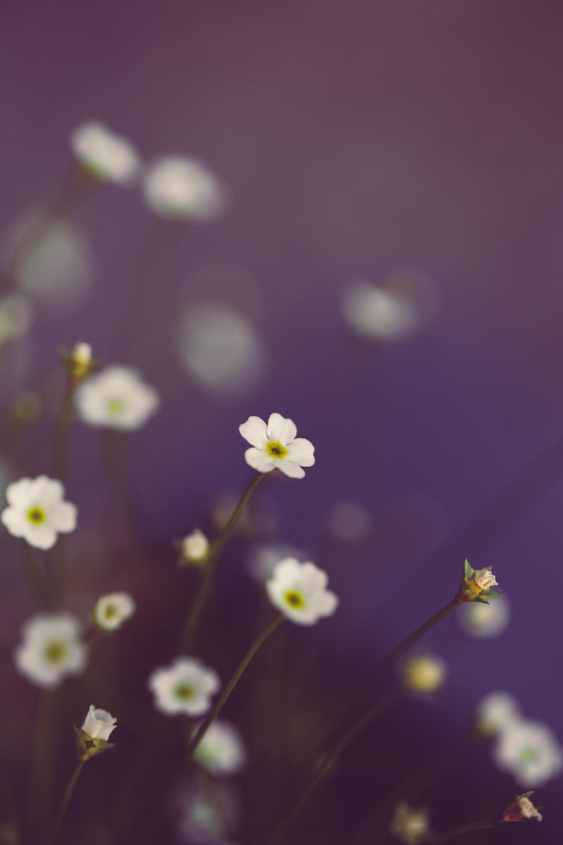 Mystical Blossoms