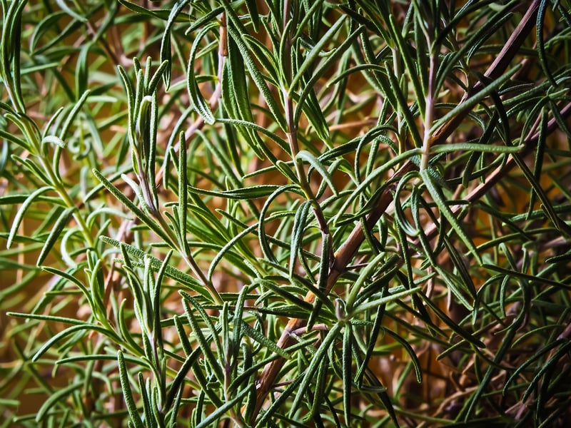 Sage Herbs